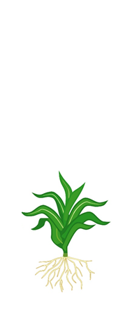 Icons_Mais